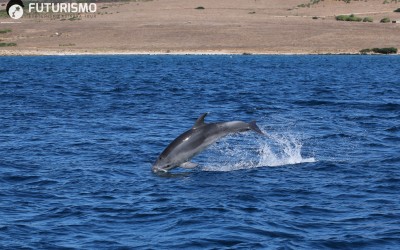 Non perdere l’occasione di avvistare i delfini nel Golfo dell’Asinara.