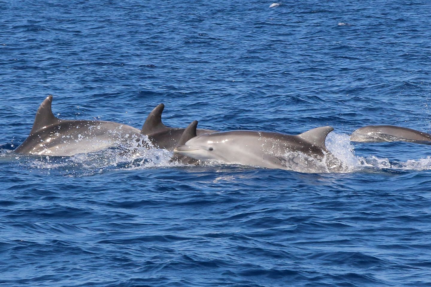 Escursioni Delfini Asinara Sardegna