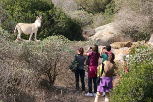 Asino bianco Escursioni Asinara