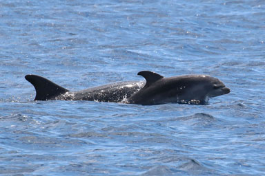 Asinara Excursion Dolphin Watching