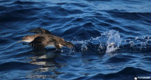 Berta Minore nell'Area Marina Protetta dell'Asinara