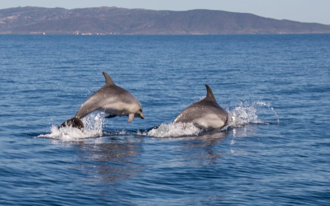 Delfini, Avvistamento cetacei
