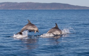 Delfini nel Golfo di Cala Reale, Parco Nazionale dell'Asinara