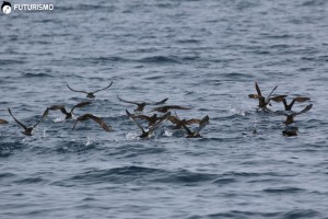 Berta Minore nell'Area Marina Protetta dell'Asinara