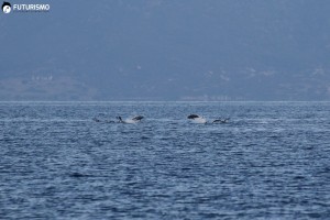 Tonni nel Golfo di Cala Reale, Parco Nazionale dell'Asinara