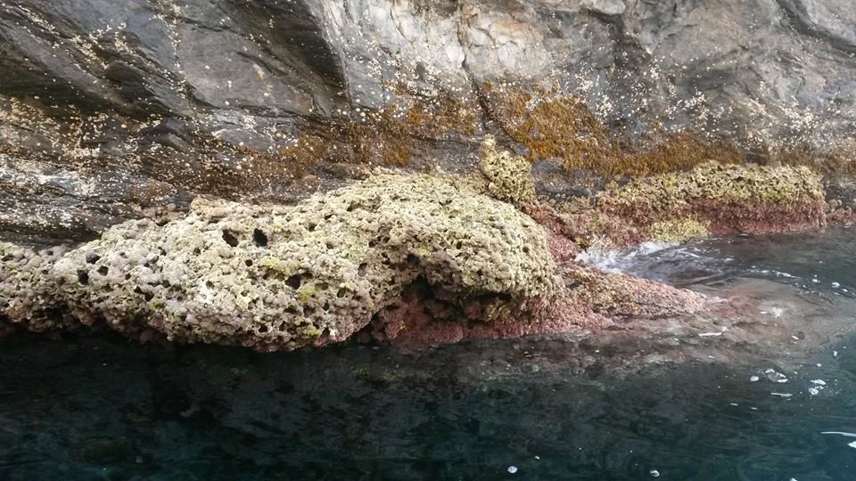 Lithophyllum lichenoides, Area Marina Protetta Asinara Escursioni in barca