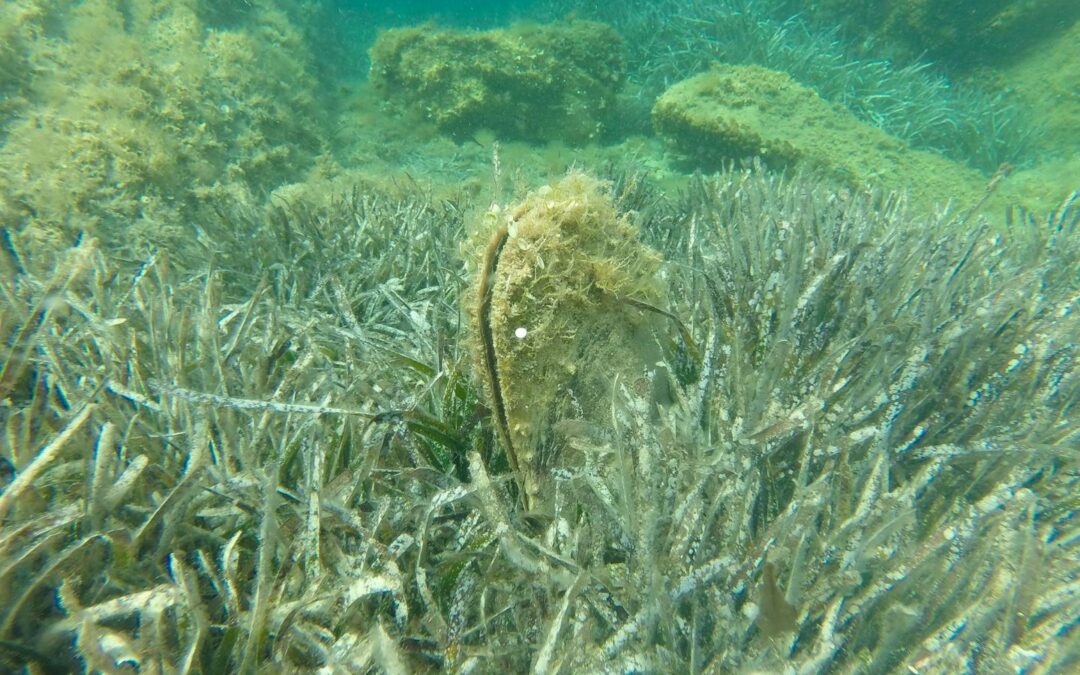 Pinna nobili, Parco Nazionale dell’Asinara