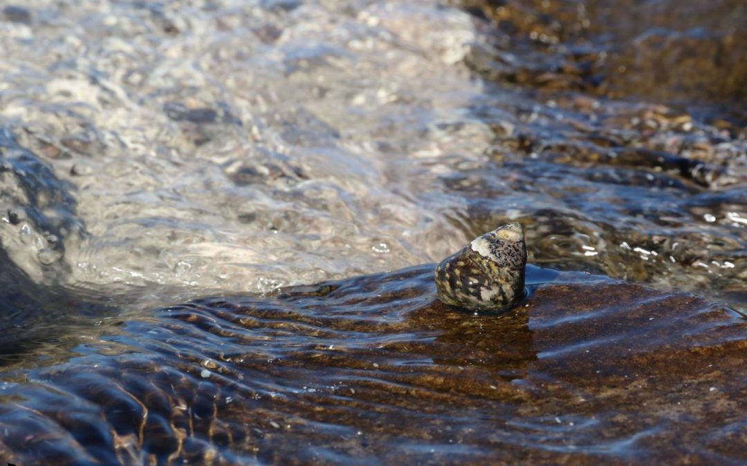 The Osilinus, Asinara Sea Safari