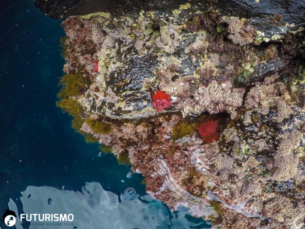 Pomodori di mare (Actinia equina) Parco Nazionale dell'Asinara.