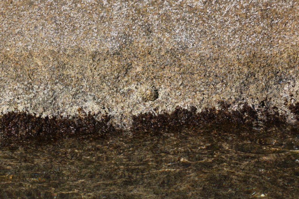 Patella ferruginea, Parco Nazionale dell'Asinara. Fotografate dutante le escursioni in barca.