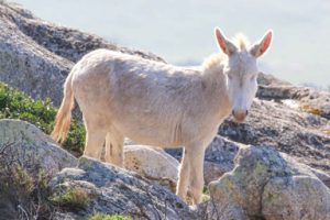 Asinello bianco nelle rocce dell'Asinara