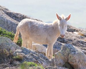 Trekking Asinara