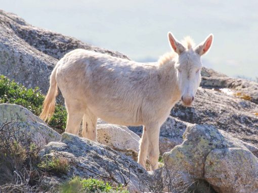 Walking Safari e Trekking Asinara