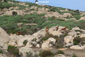 Mufloni all'Asinara