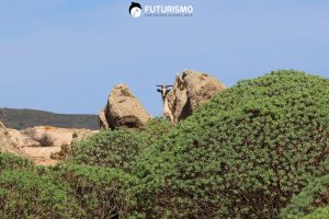 Fauna selvatica all'Asinara