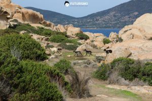 Vicino alla zona riserva integrale Parco Nazionale dell'Asinara