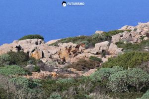 Mufloni Asinara