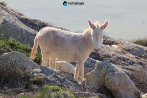 Asino bianco endemismo Asinara