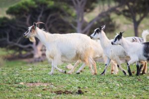 Capre, Fornelli Asinara