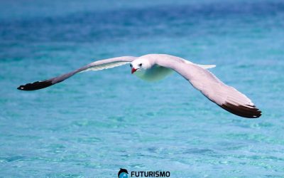 Sardegna, Escursioni all’Asinara in barca, il Gabbiano corso.