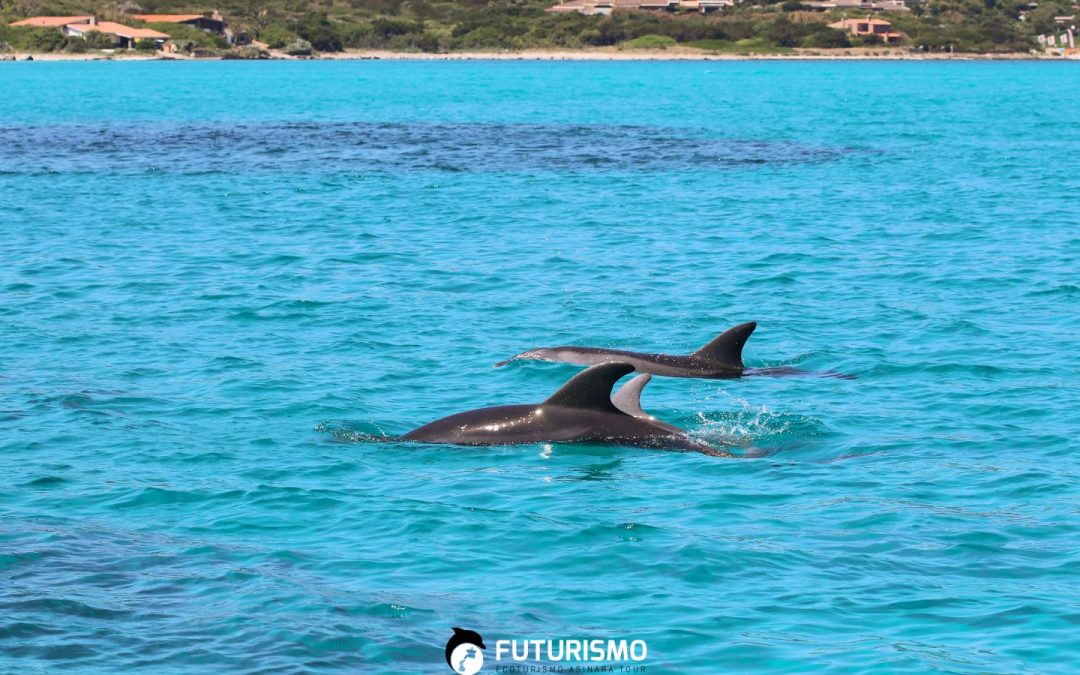Avvistamento Delfini durante le escursioni all’Asinara