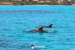 Avvistamento Delfini Asinara