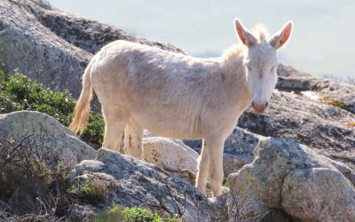 Unico al mondo l’asino bianco è il simbolo dell’Asinara