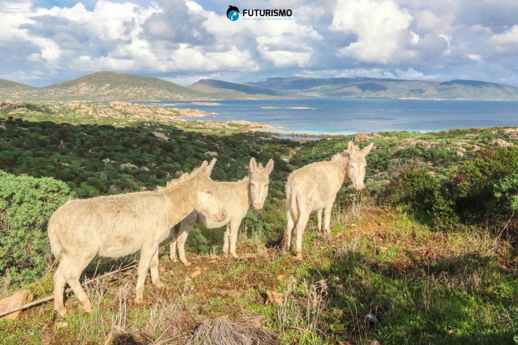 asino bianco asinara