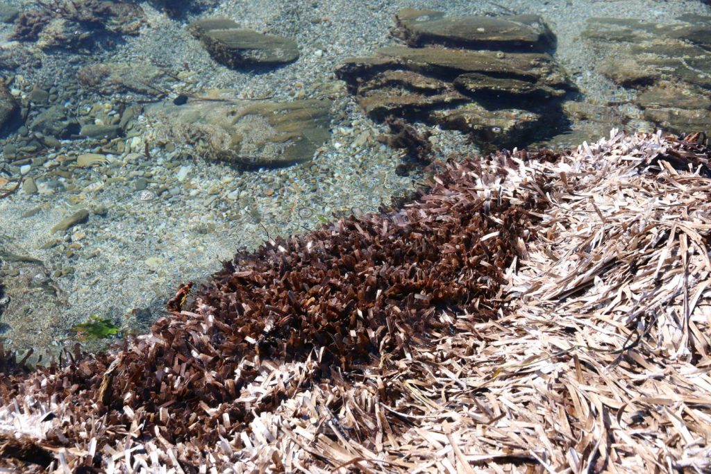 banquetes di Posidonia oceanica, isola dell'Asinara