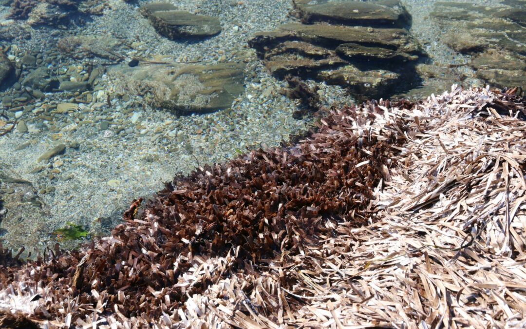 banquette asinara