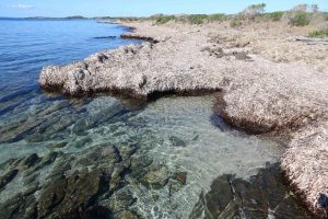 banquette parco nazionale asinara