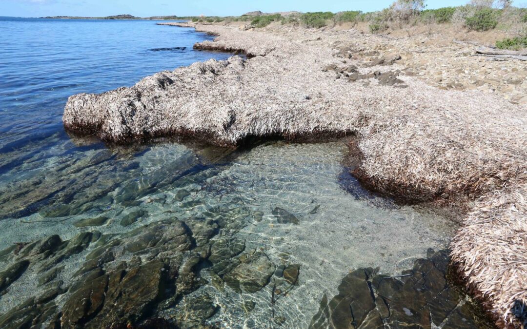 banquette parco nazionale asinara