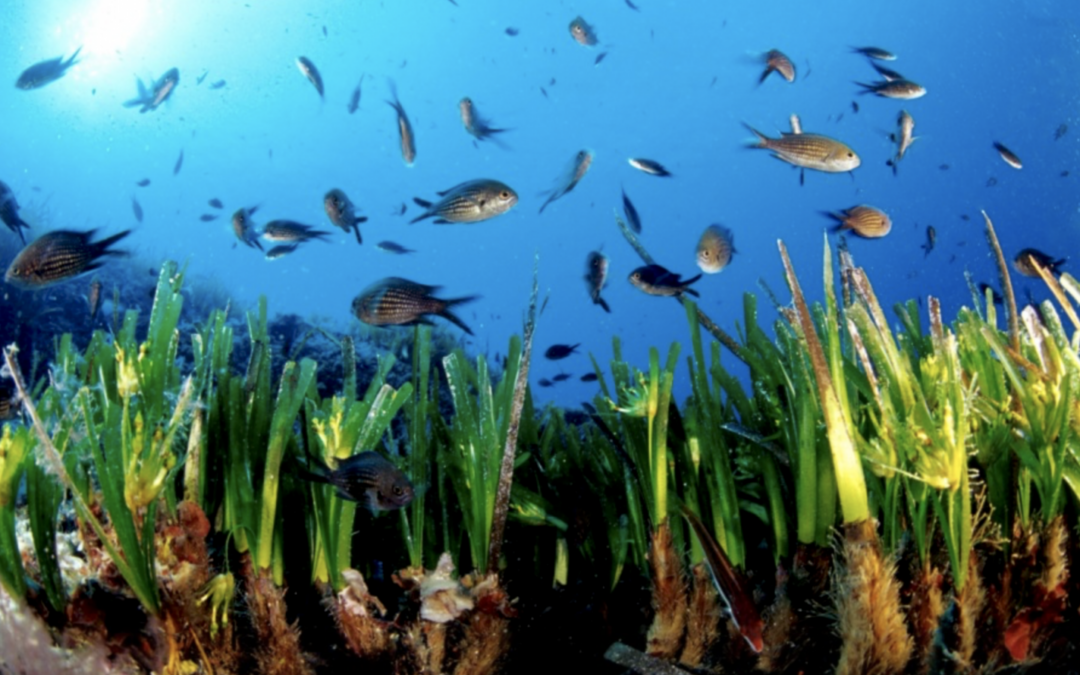 Le castagnole sulla prateria di Posidonia oceanica