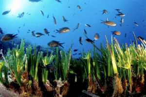 Chromis chromis su Posidonia oceanica