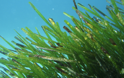 Posidonia oceanica la pianta marina che crea gli habitat del Mediterraneo
