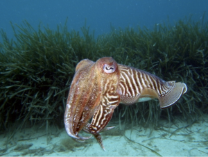 Seppia comune "Sepia officinalis"