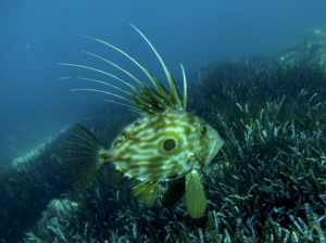 pesce san Pietro "Zeus faber"