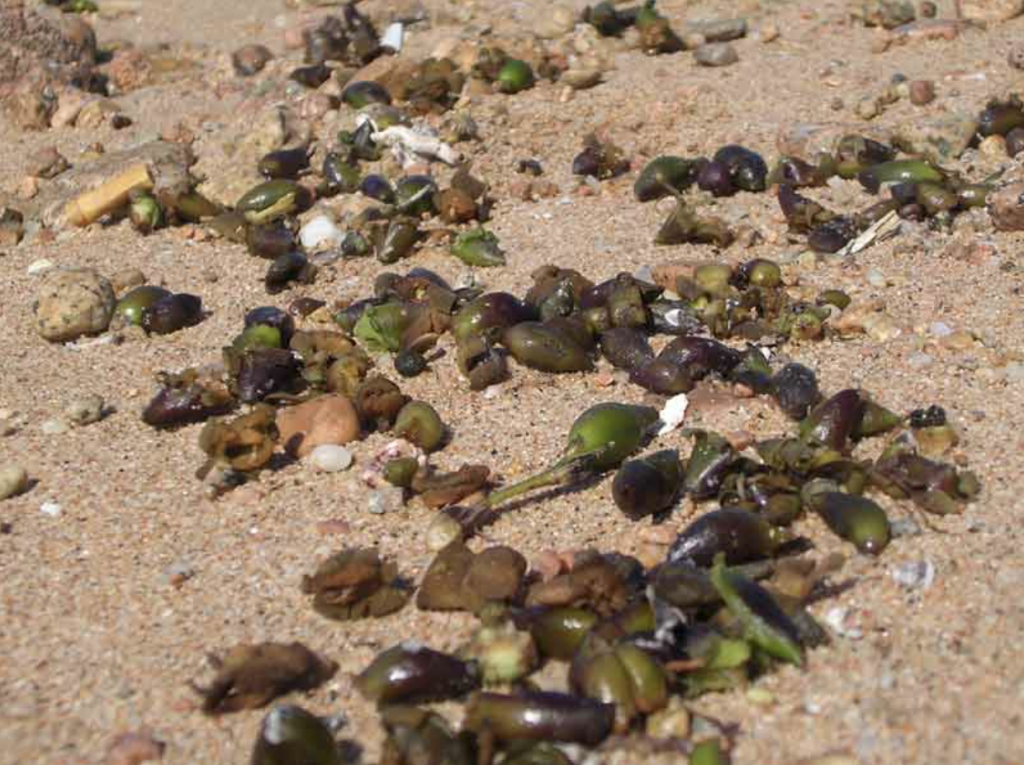 seme di Posidionia oceanico chiamato anche oliva di mare