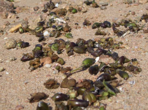 olive di mare frutto posidonia oceanica