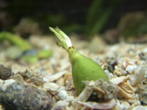 frutto Posidonia oceanica