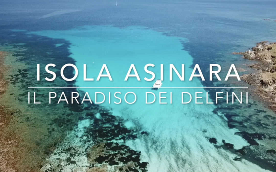 Isola Asinara il paradiso dei delfini