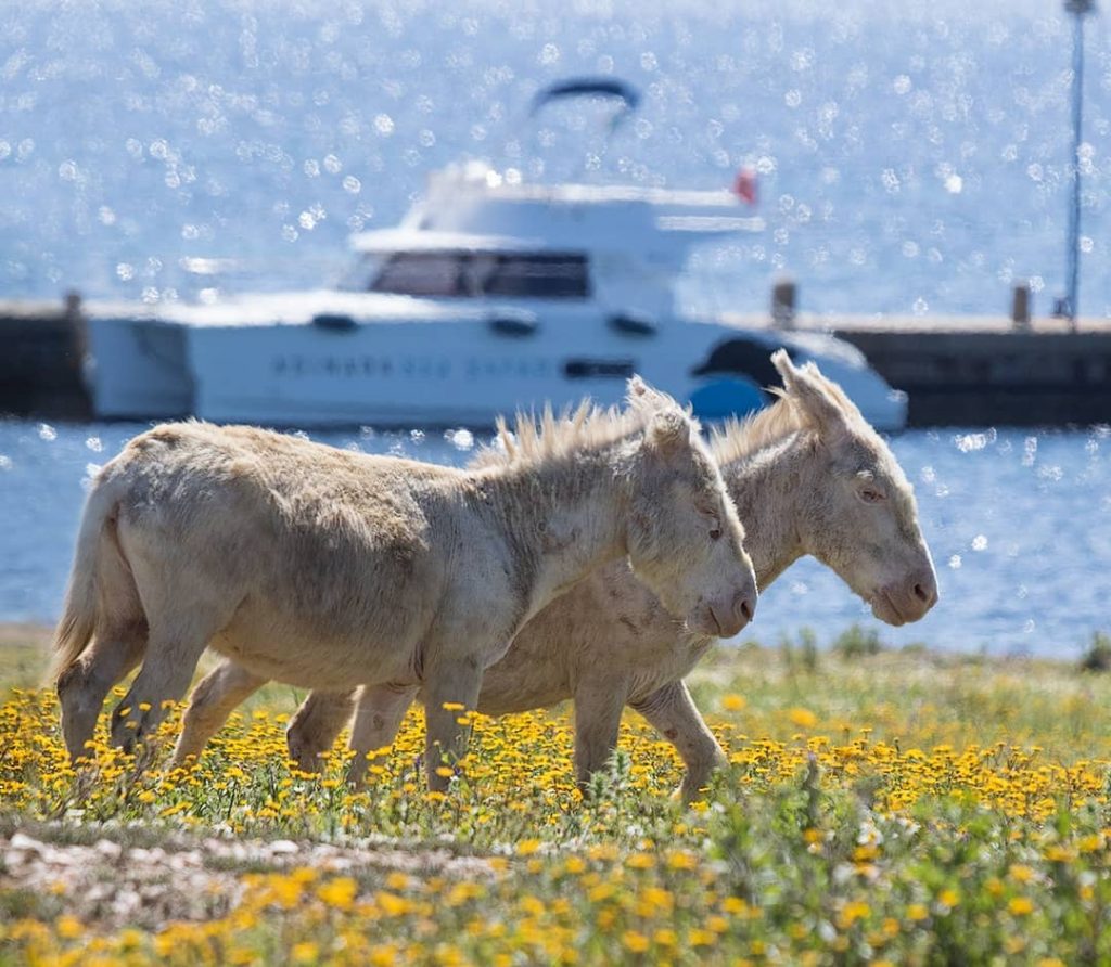 Gli asinelli bianchi simbolo del Parco ci accolgono all'approdo Sud di Fornelli. Foto di Edoardo Simula ©.