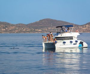 Avvistamento delfini nelle acque dell'area marina protetta isola dell'Asinara con a bordo le guide di futurismo escursioni asinara