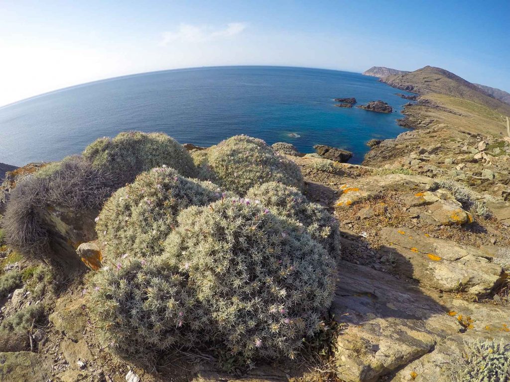 Centaurea horrida, Isola dell'Asinara. Foto di Claudio Serra ©.