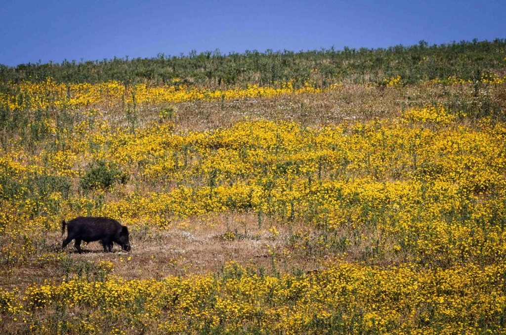 Cinghiale a spasso nella piana di Fornelli. Foto di Bobore Frau ©.