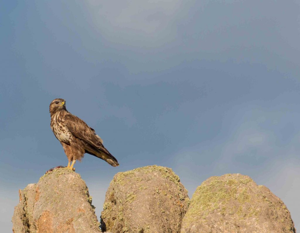 Poiana fotografata lungo il Sentiero del Castellaccio. Foto di Claudio Serra ©.