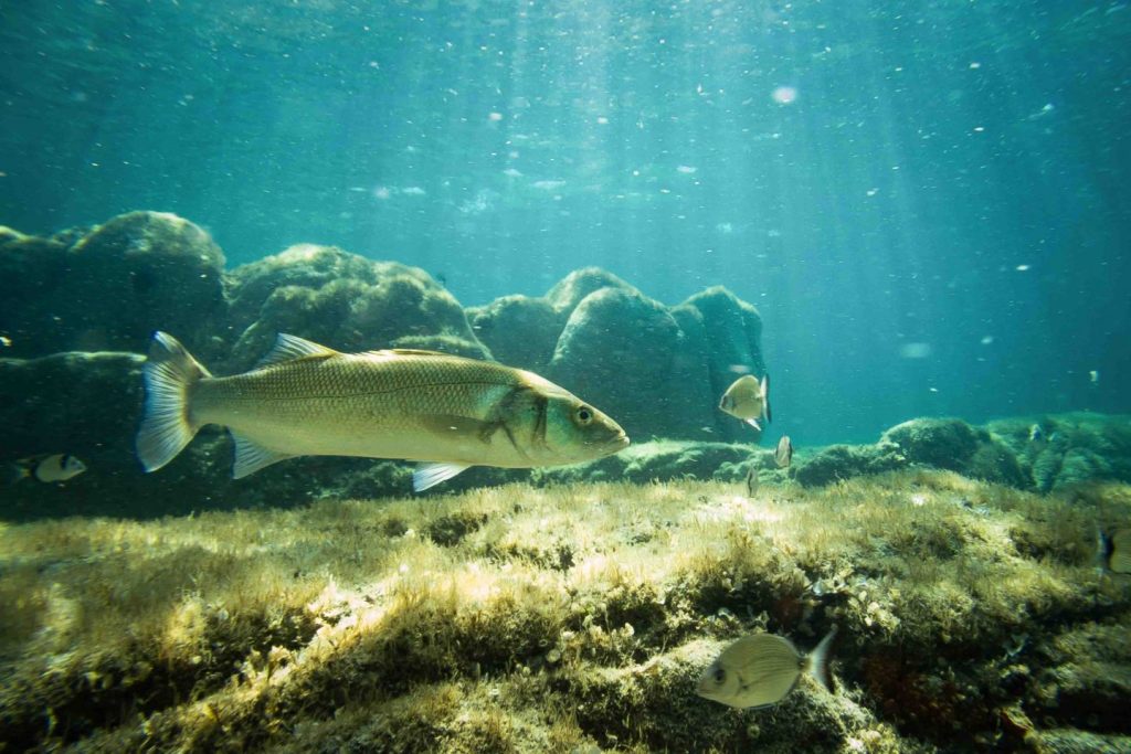 Una Spigola fotografata in una delle soste bagno proposte da Futurismo nelle escursioni marine in Catamarano. Foto di Bobore Frau ©.