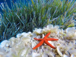 snorkeling asinara