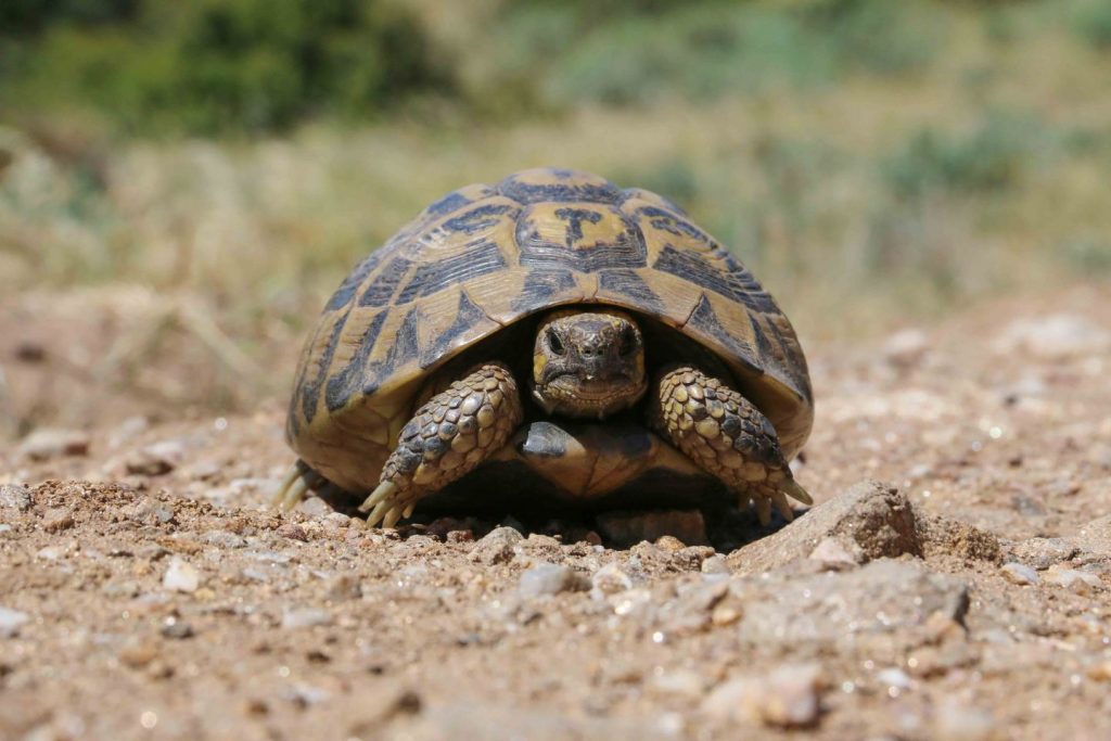 Testudo hermanni, fotografia scattata lungo i sentieri del Parco dell'Asinara. Foto di Claudio Serra ©.