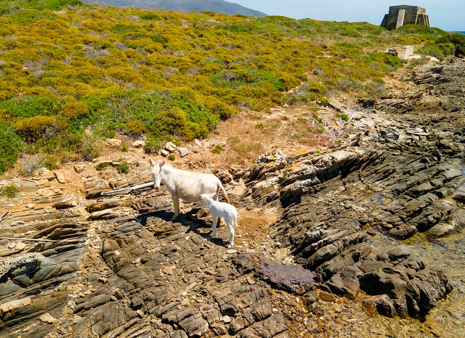 Asinelli bianchi dell’Asinara sulla costa rocciosa del Parco Nazionale